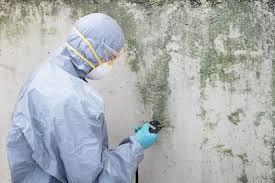 Best Environmental Consulting for Mold Prevention  in Ecorse, MI